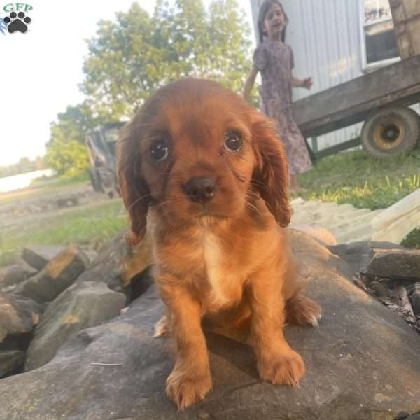Cassie, Cavalier King Charles Spaniel Puppy