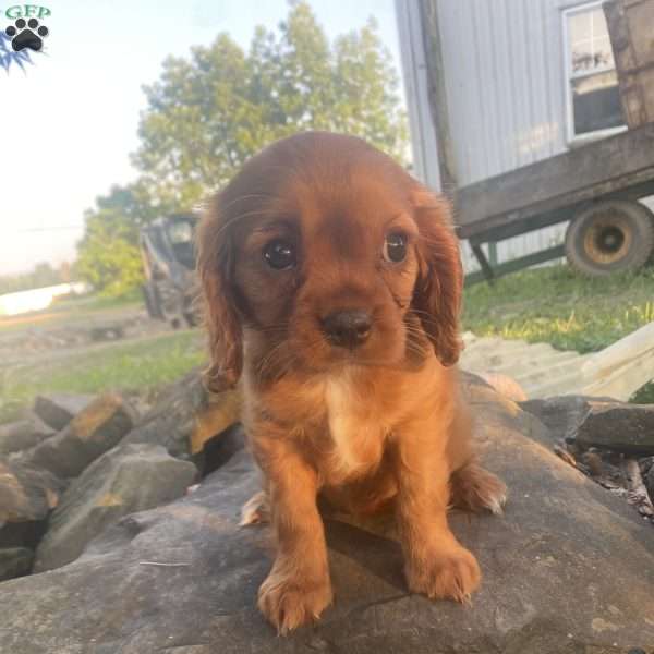 Cassie, Cavalier King Charles Spaniel Puppy