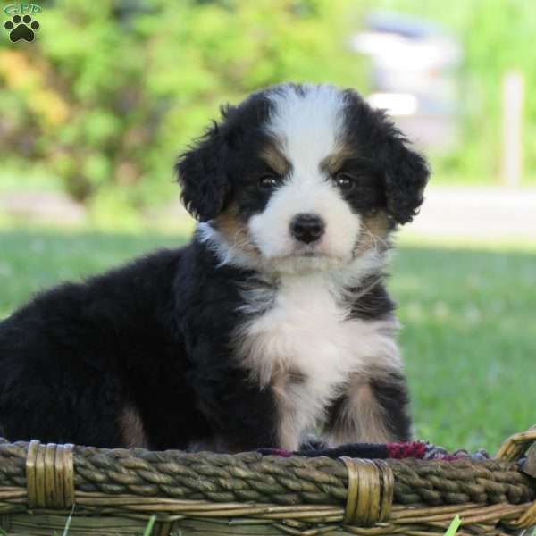 Fletch, Bernedoodle Puppy