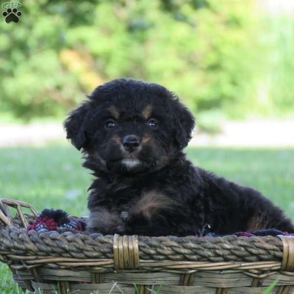 Flint, Bernedoodle Puppy
