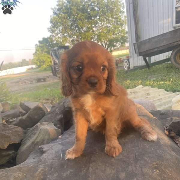 Charlotte, Cavalier King Charles Spaniel Puppy