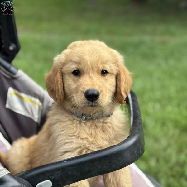 Pierre, Golden Retriever Puppy