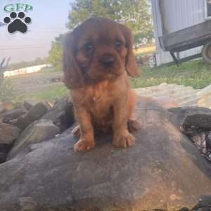 Carter, Cavalier King Charles Spaniel Puppy