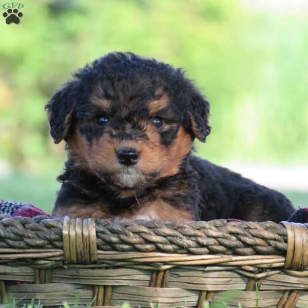 Farley, Bernedoodle Puppy