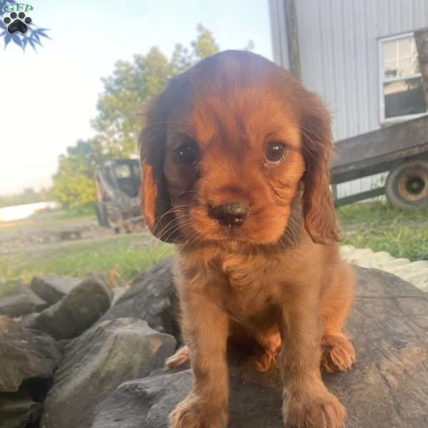 Carter, Cavalier King Charles Spaniel Puppy