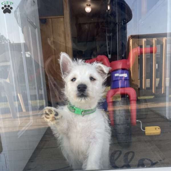 Vincent, West Highland Terrier Puppy