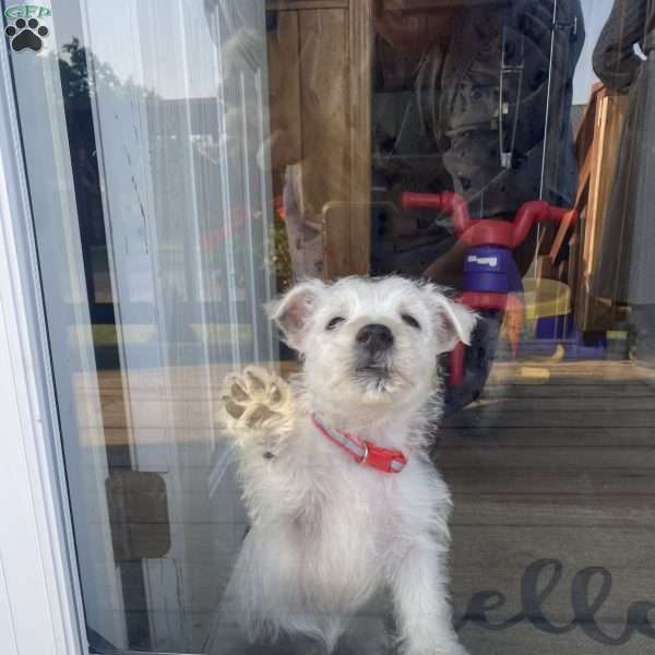 Victor, West Highland Terrier Puppy