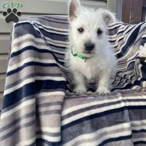 Vincent, West Highland Terrier Puppy