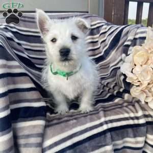 Vincent, West Highland Terrier Puppy