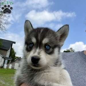 Kane, Pomsky Puppy