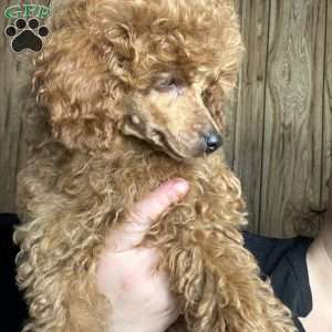 Tonya, Toy Poodle Puppy