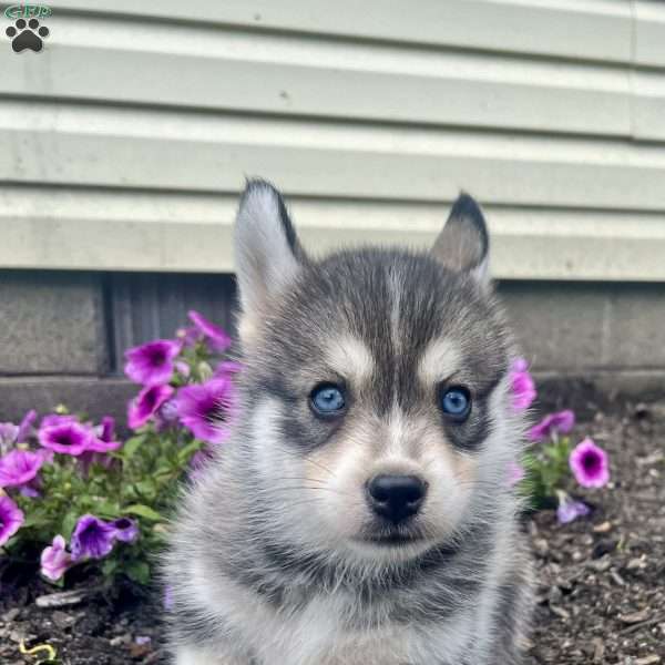 Kane, Pomsky Puppy