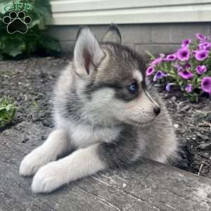 Kane, Pomsky Puppy