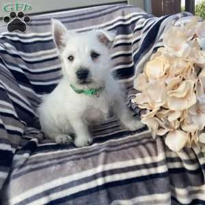 Vincent, West Highland Terrier Puppy