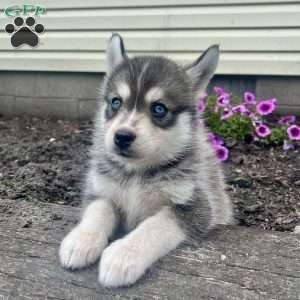 Kane, Pomsky Puppy
