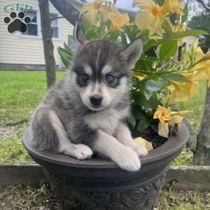 Kane, Pomsky Puppy