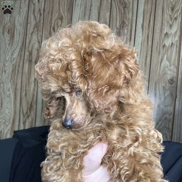 Tonya, Toy Poodle Puppy