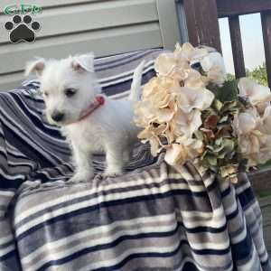 Victor, West Highland Terrier Puppy