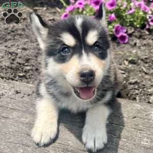 Kenzo, Pomsky Puppy