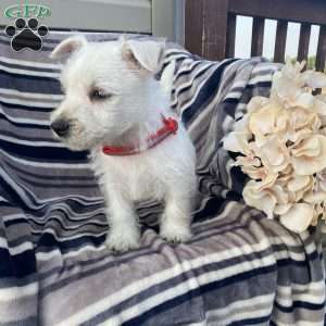 Victor, West Highland Terrier Puppy