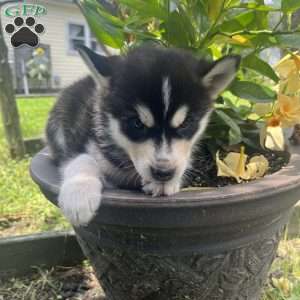 Kenzo, Pomsky Puppy
