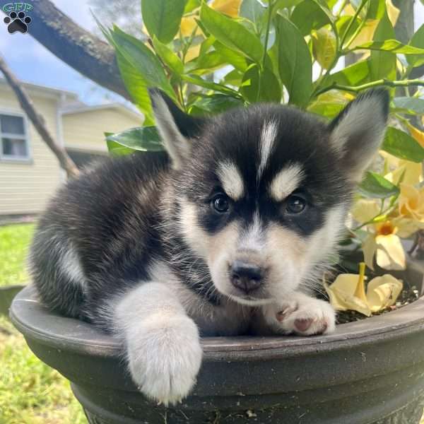 Kenzo, Pomsky Puppy