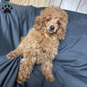 Tonya, Toy Poodle Puppy