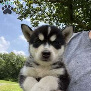 Kenzo, Pomsky Puppy