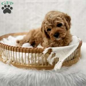 Jordan, Cavapoo Puppy