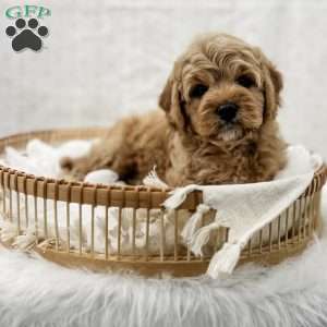 Jordan, Cavapoo Puppy