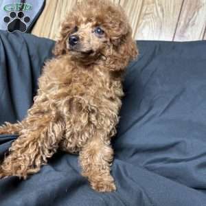Tonya, Toy Poodle Puppy