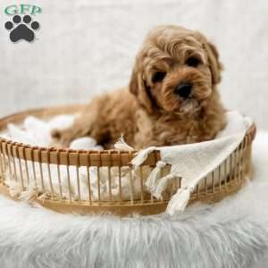 Jordan, Cavapoo Puppy