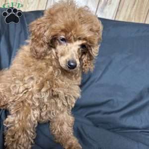 Tonya, Toy Poodle Puppy