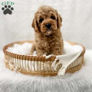 Jordan, Cavapoo Puppy