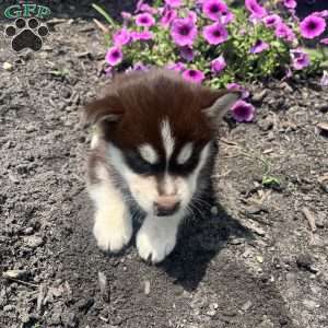 Kitt, Pomsky Puppy