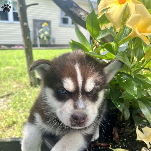Kitt, Pomsky Puppy