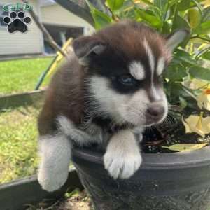 Kitt, Pomsky Puppy