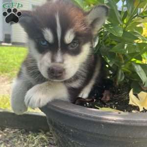 Kitt, Pomsky Puppy