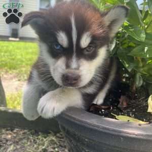 Kitt, Pomsky Puppy