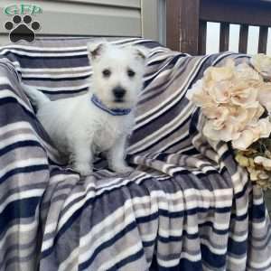 Viking, West Highland Terrier Puppy