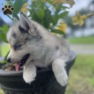 Katie, Pomsky Puppy
