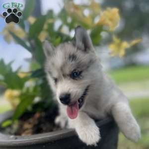 Katie, Pomsky Puppy
