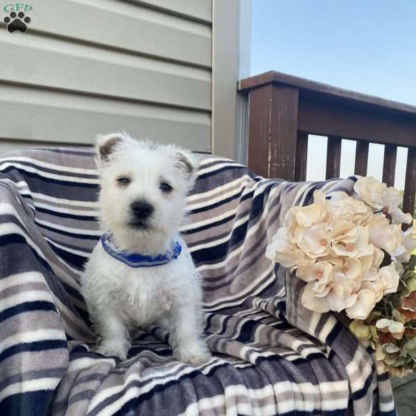 Viking, West Highland Terrier Puppy