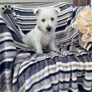 Viking, West Highland Terrier Puppy