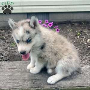 Katie, Pomsky Puppy