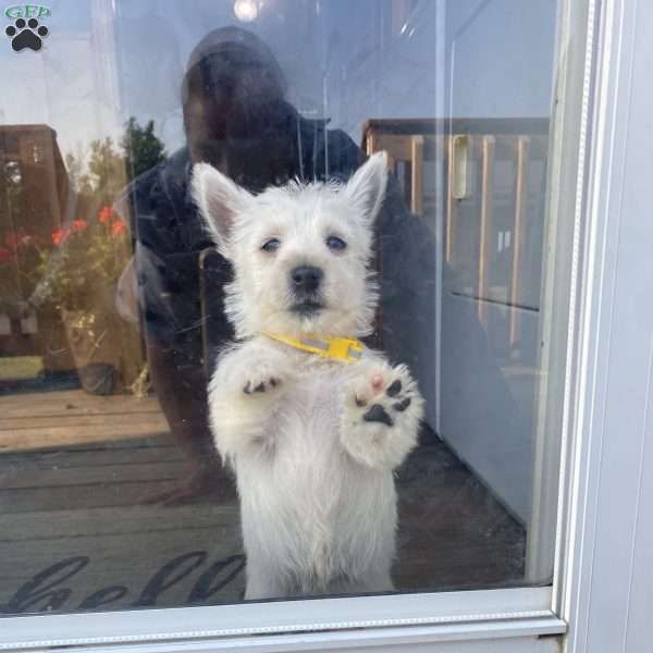 Vanilla, West Highland Terrier Puppy