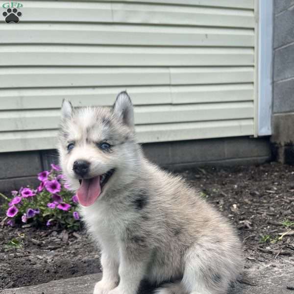 Katie, Pomsky Puppy