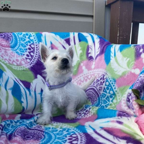 Violet, West Highland Terrier Puppy