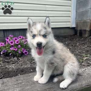 Katie, Pomsky Puppy