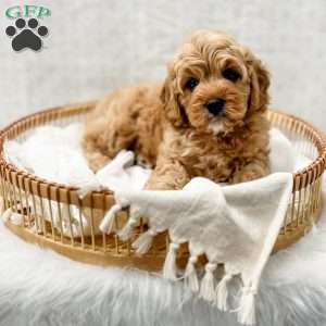 Jordan, Cavapoo Puppy